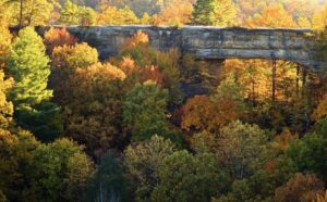 Slade landscape – forest with autumn trees.